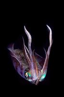 The night squid