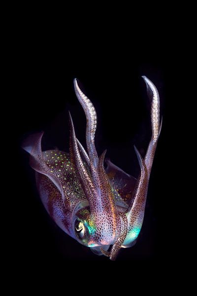 The night squid by DesignedByJoost