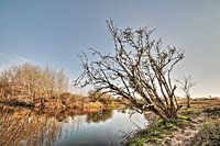 Arbre paysager au bord de l'eau.