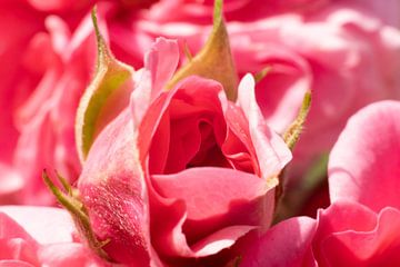 Een Belofte in Bloei: De Ontluikende Roze Roos van Remco Ditmar