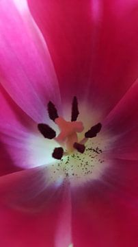 Roze / paarse  open tulp  van Linda van der Pluijm