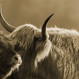 Schottischer Highlander Kalb mit Mutter sepia von Sascha van Dam