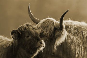 Scottish Highlander calf with mother sepia by Sascha van Dam