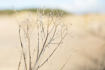 Strand en Duinen  van Chantal Cornet