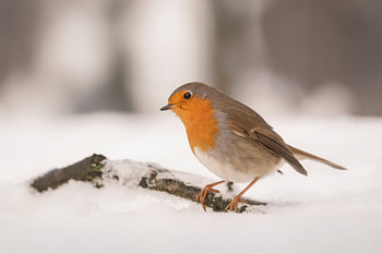 Roodborstje in de sneeuw.