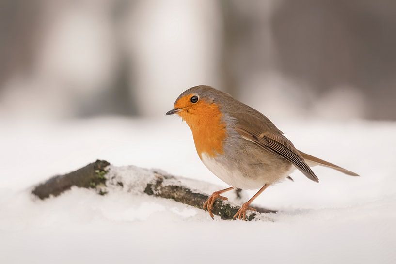 Robin in the snow. by Albert Beukhof