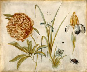 Blumen und Käfer, Hans Hoffmann