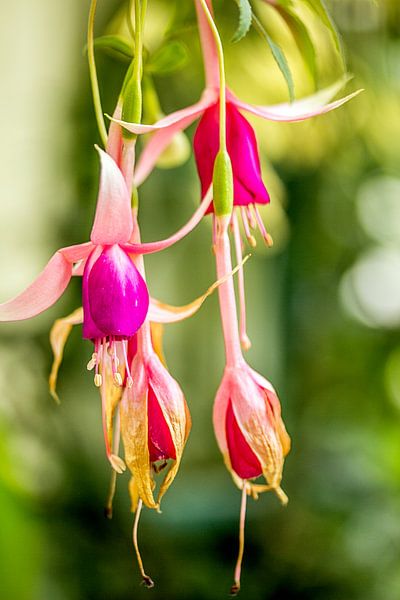 fuchsia by Karl-Heinz Lüpke