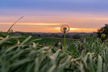 Pissenlits dans le paysage sur Marcel Derweduwen