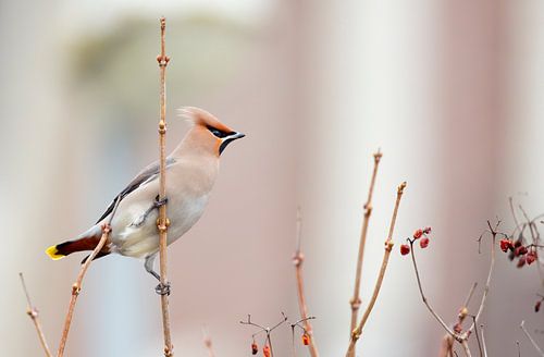 pestvogel