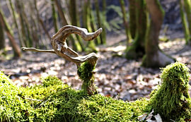Art by Nature – Tree Pictures II by Helmut Martin - The Art of Stone - Steinkunst & Photographie