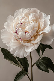Pivoine blanche sur KijkKunst