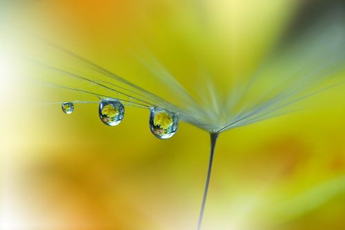 Rayon de soleil...III sur Juliana Nan
