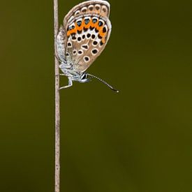 Silver-studded Blue by Marcel van Os