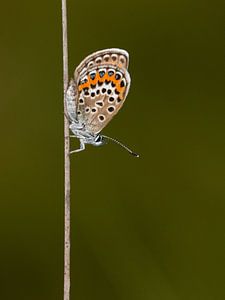 Heideblauwtje van Marcel van Os