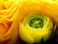 Ranunculus crown 1