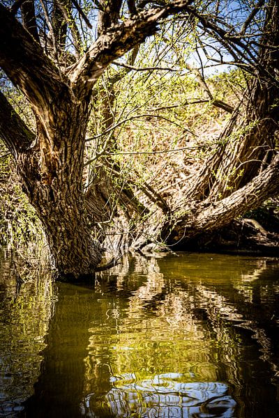 Rathenow &quot;City of Optics by David Krause