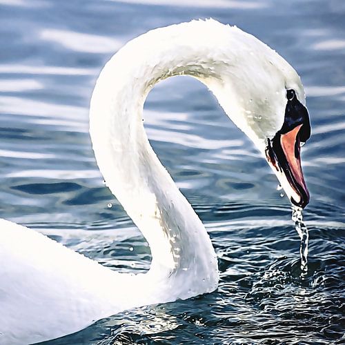 Zwaan houdt mij in de gaten