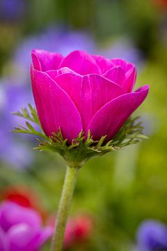 Pretty in pink van Anouk Snijders