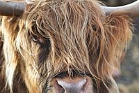 close up van een schotse hooglander
