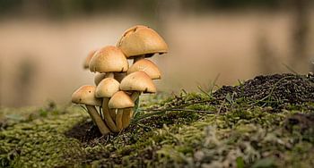 Paddestoelen