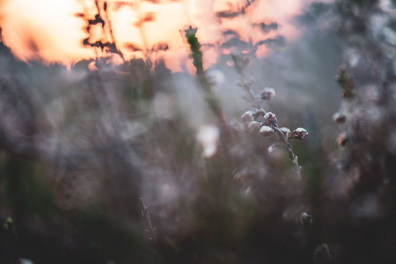 flowers part 40 by Tania Perneel