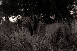 Leeuw in de bosjes van Christel Nouwens- Lambers