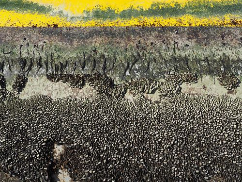 Geel baken met mosselen in de haven van Lauwersoog