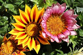 The Two Flowers by Cornelis (Cees) Cornelissen