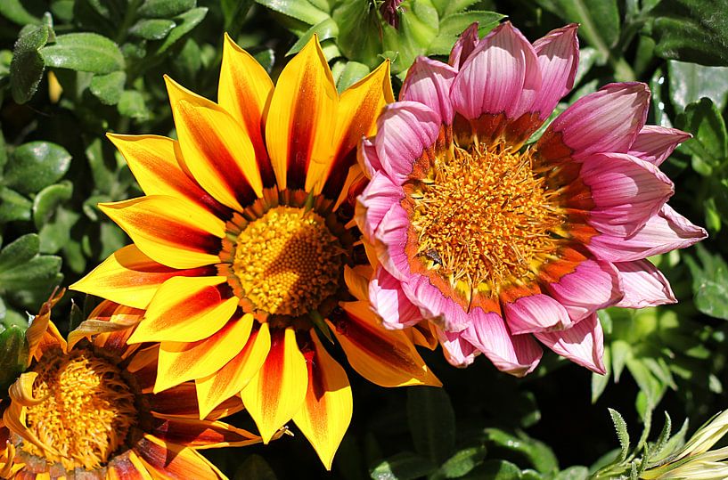 Les deux fleurs par Cornelis (Cees) Cornelissen