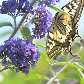 Swallowtail in backyard by Klaas Dozeman