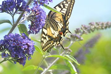 Koninginnenpage in achtertuin op vlinderstruik van Klaas Dozeman