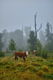 Schweden 260 von Geertjan Plooijer