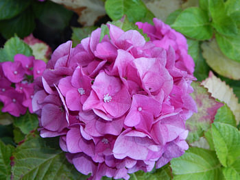 Mooie roze hortensia
