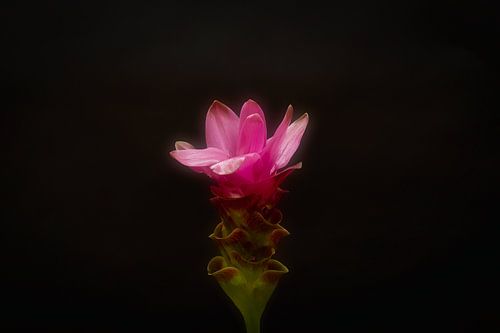 Carcuma. prachtige snijbloem ook wel Thaise tulp genoemd