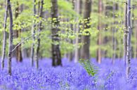 Boshyacintentapijt van Gregory & Jacobine van den Top Nature Photography thumbnail
