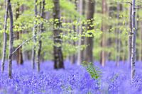 Woodland hyacinth carpet