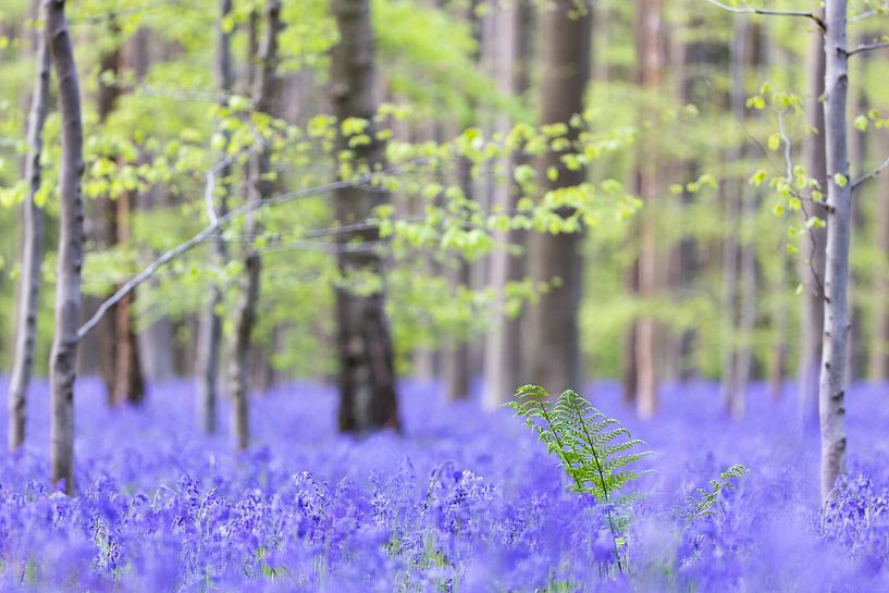 Boshyacintentapijt van Gregory & Jacobine van den Top Nature Photography