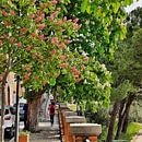 A Walk Under The Chestnut Trees by Dorothy Berry-Lound thumbnail