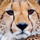 Cheetah ogen van Peter Michel thumbnail