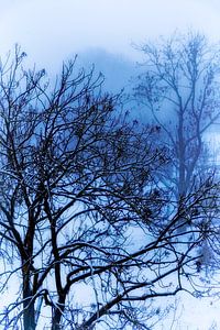 Winterschlaf