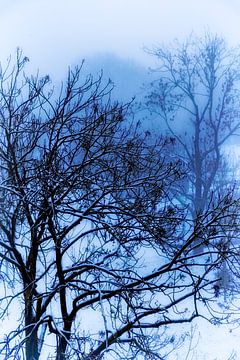 Winterschlaf von Jan van der Knaap