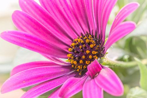 Capitulum (Osteospermum)