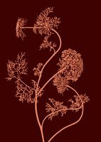 Heracleum Sibiricum | Berce du Caucase | Illustration