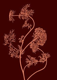 Common Hogweed | Illustration | Heracleum Sibiricum by Jansje Kamphuis