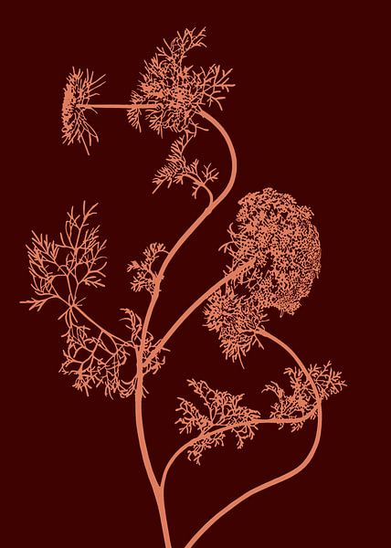 Heracleum Sibiricum | Berce du Caucase | Illustration par Jansje Kamphuis