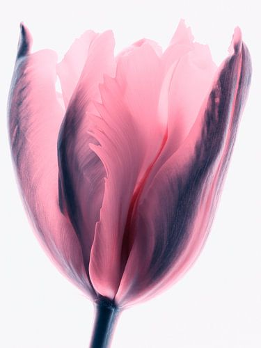 Bloomin Bubblegum