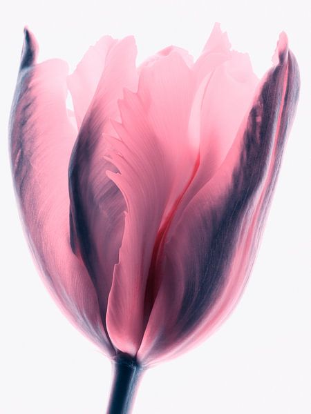 Bloomin Bubblegum by Dracorubio