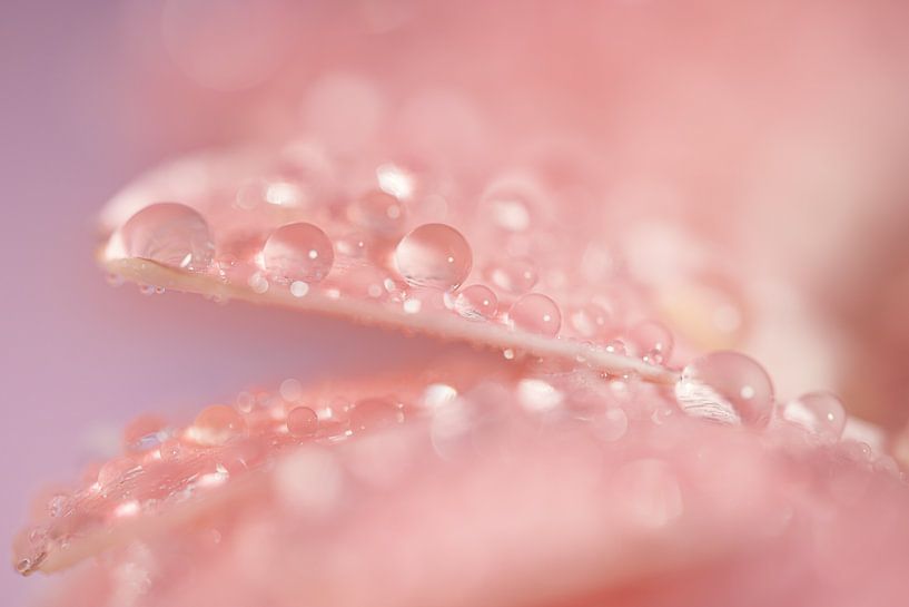 Rose pastel et violet : Gouttes sur une fleur par Marjolijn van den Berg