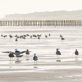 Repos : Mouettes sur la plage de Cadzand au petit matin (panorama) sur Marjolijn van den Berg